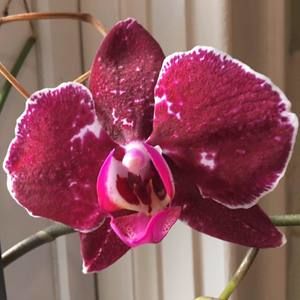 Meet your Posher, M renee